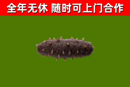 芜湖烟酒回收干海参.jpg